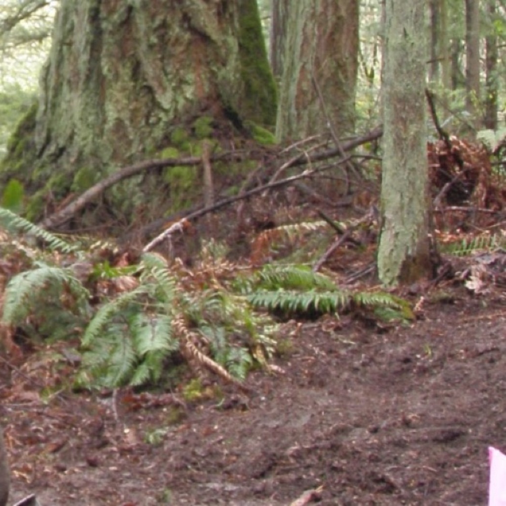 Meet your Posher, Penny